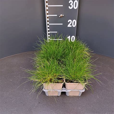 Festuca gautieri | Simply Green
