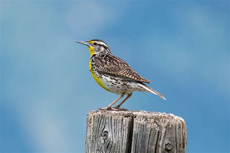 Birds Of Wyoming Field Guide Guides Online