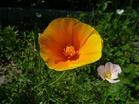 Обои Цветы Эшшольция (калифорнийский мак), обои для рабочего стола ...