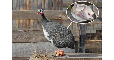 Отглеждаме токачки за вкусно и диетично месо | Български Фермер