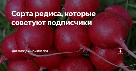 Сорта редиса, которые советуют подписчики | 🍎🌿Дачная пчелка🐝 | Дзен