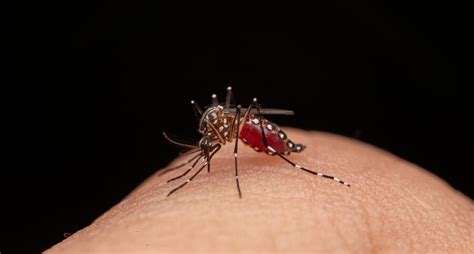 In Cio Do Levantamento R Pido De Infesta O De Ndices Para O Aedes