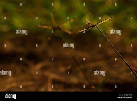 The Crowfoot grass weed field in the morning light Stock Photo - Alamy