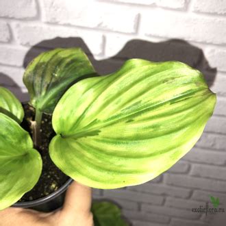 Разное - Kaempferia sp. Yellow splash variegated / кампферия ...