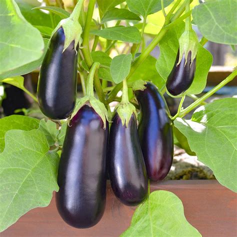 🍆Баклажан — теплолюбна культура. Щоб отримати врожай «синеньких» в ...