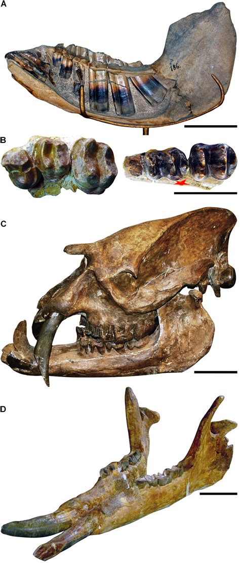 Frontiers | Out of Africa: A New Afrotheria Lineage Rises From Extinct ...