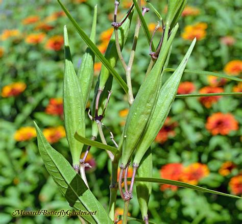 5 Ways To Discover The Elusive Monarch Eggs
