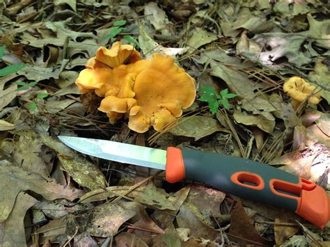 Backwoods Bushcraft Usa Forums