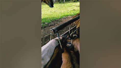 Не в коня корм) - YouTube