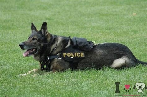 Razas De Perros Polic A Top Perros Policiales