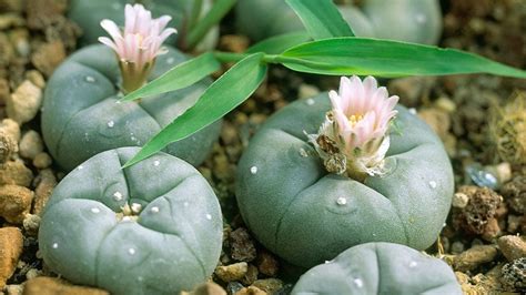 Peyote Origins Effects Risks And Benefits