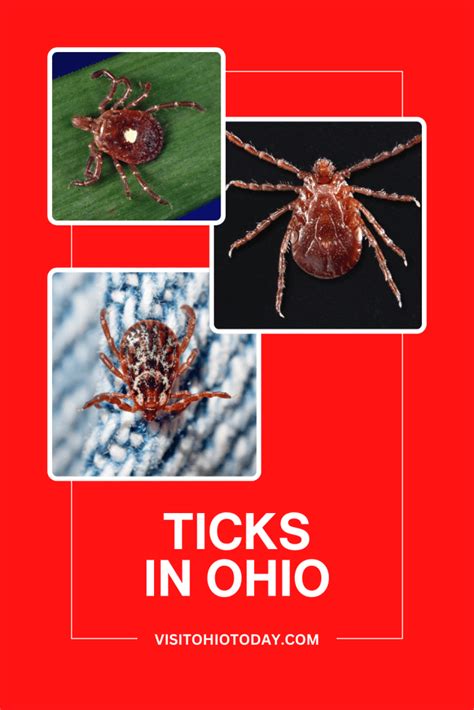 Ticks In Ohio Visit Ohio Today