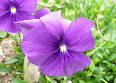 Viola ‘huntercombe Purple Plants Oak Leaf Gardening