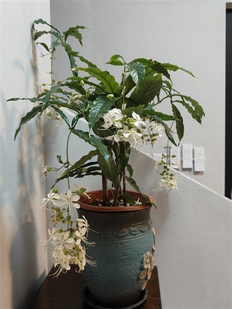 Clerodendrum Wallichii Merr Furniture And Home Living Gardening Plants