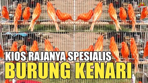 Update Harga Burung Kenari Terkini Akhir Tahun Di Pasar Burung