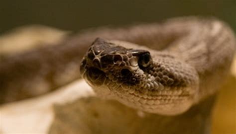 The Life Cycle of a Pit Viper | Sciencing