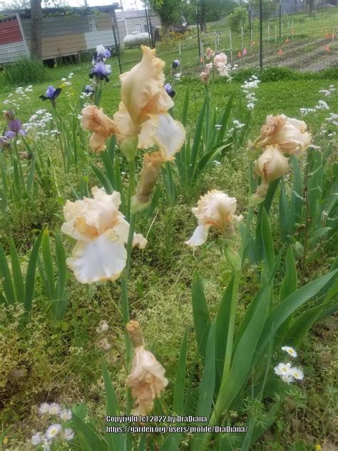 Photo Of The Entire Plant Of Tall Bearded Iris Iris Classy Claire