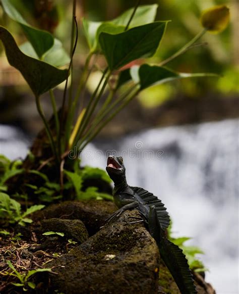 Vertical Shot of Common Basilisk in Its Natural Habitat, Tabacon Hot Springs, Costa Rica Stock ...