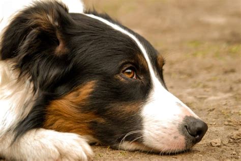 The 136 Most Popular Border Collie Names