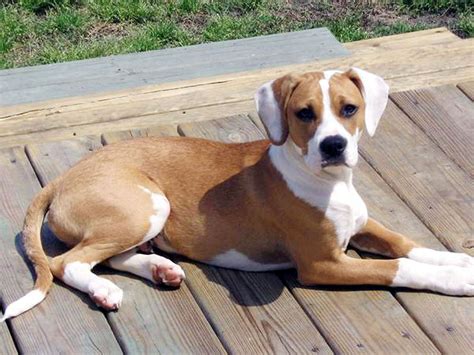 Beagle Mix Pitbull Common Information And Pictures