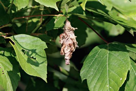 Mystery Moth Cocoon At Sequoyah National Wildlife Refuge Steve Creek