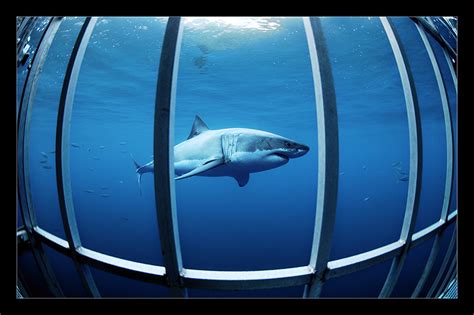 Great White Shark Diving - SharkDiver