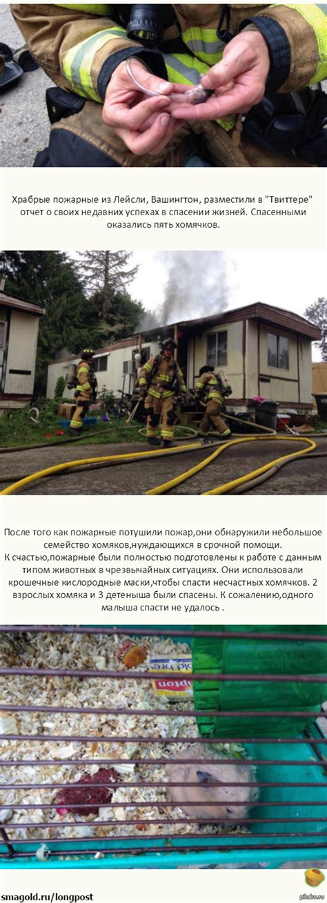 Пожарные спасли хомячков при помощи кислородных масок | Пикабу