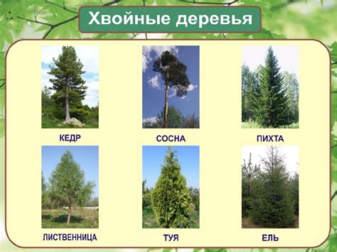 Деревья России Фото И Название Для Детей — Photoby.Ru