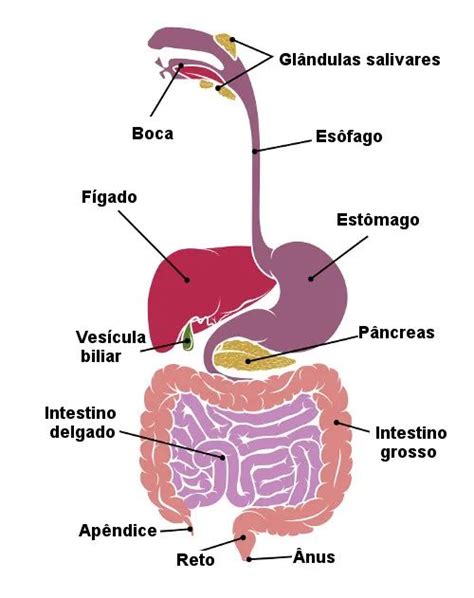 O Sistema Digestório É Formado Pelos Seguintes Órgãos Exceto - Sistema digestório: funções, órgãos, resumo - Mundo Educação | Sistema ...
