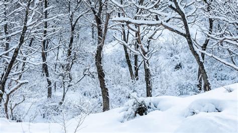 Árboles panorámicos cubiertos de nieve en un día helado en el hermoso