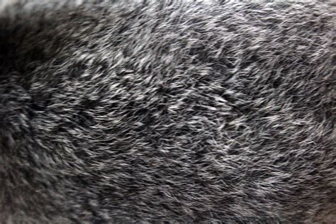Gray Fur Background Free Stock Photo - Public Domain Pictures