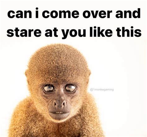 the monke stare | Can I Come Over and Stare at You Like This | Know Your Meme