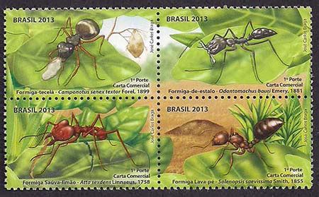 Tipos De Formigas No Brasil - 007 - Formigas do Brasil: Formiga Tecelã, Formiga-de-Estalo, Saúva ...