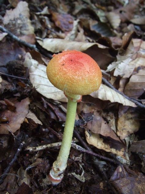 Amanita Rubrovolvata