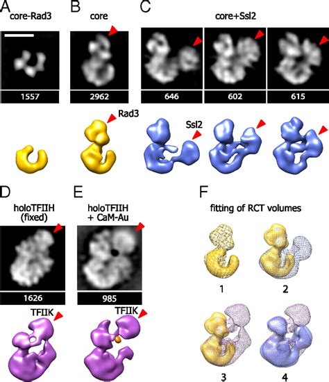 Subunit Architecture Of General Transcription Factor Tfiih Pnas