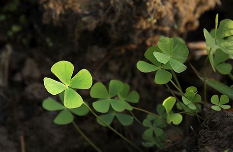 11 Popular Plants That Look Like Clovers In The US