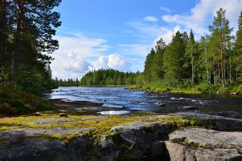 What Is The Taiga Biome? Discover Animals & Plants Of The Boreal Forest