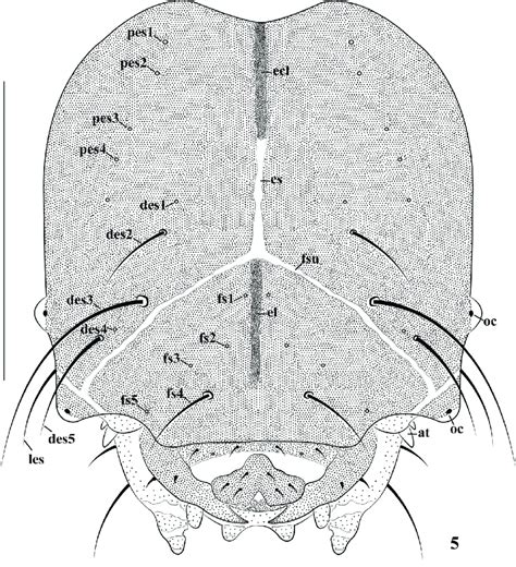 Cionus Olivieri Mature Larva Head Frontal View At Antenna St