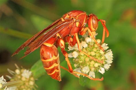 19 Amazing Red Wasps (Pictures And Identification Guide)