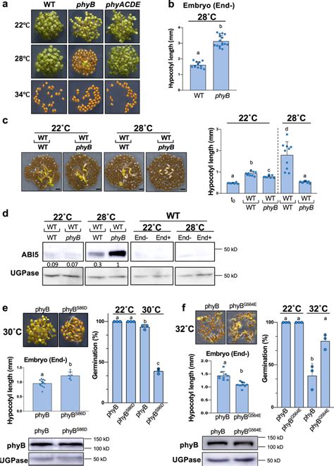 endospermic phyb signaling mediates seed thermoinhibition  wt phyb