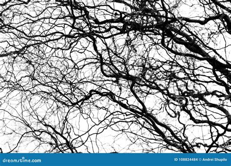 Naked Tree Branches On A White Background Stock Photo Image Of Wood