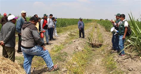 Minagri Realiza Taller T Cnico En Lambayeque Para Potenciar Producci N