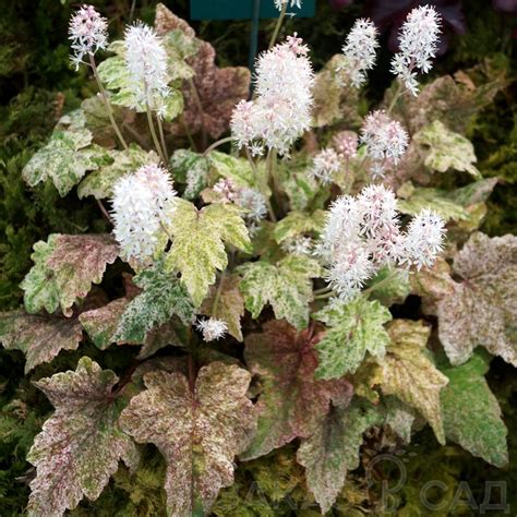 Тиарелла Херонсвуд Мист - фото и описание в каталоге