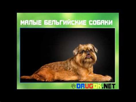Малые бельгийские собаки - YouTube