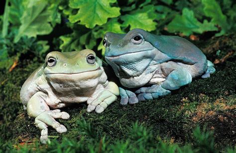 Whites Tree Frog Litoria Caerulea Bild Kaufen Image