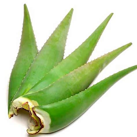 Aloe Vera Leaves, 1 ct - Kroger