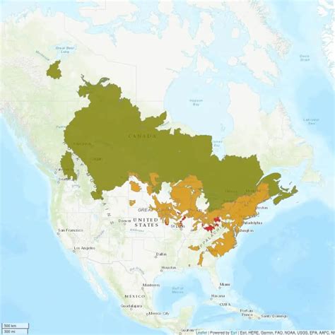Guide to Yellow Perch (Perca flavescens) - Pond Informer