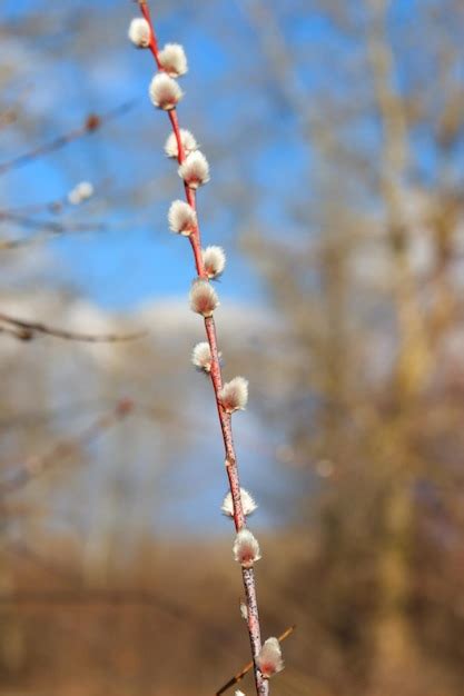 Premium Photo Pussy Willow Branch At Early Spring