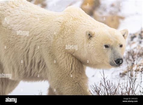 Close Up Of Large Male Female Polar Bear Seen In Churchill Canada