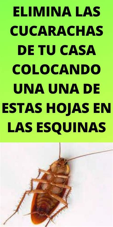 Elimina Las Cucarachas De Tu Casa Colocando Una Una De Estas Hojas En